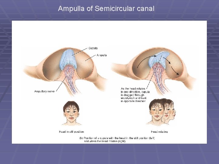 Ampulla of Semicircular canal 