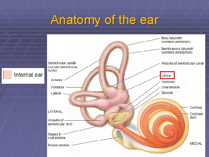 Anatomy of the ear 