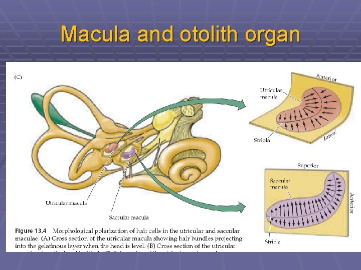 Macula and otolith organ 