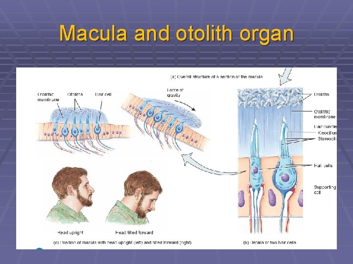 Macula and otolith organ 