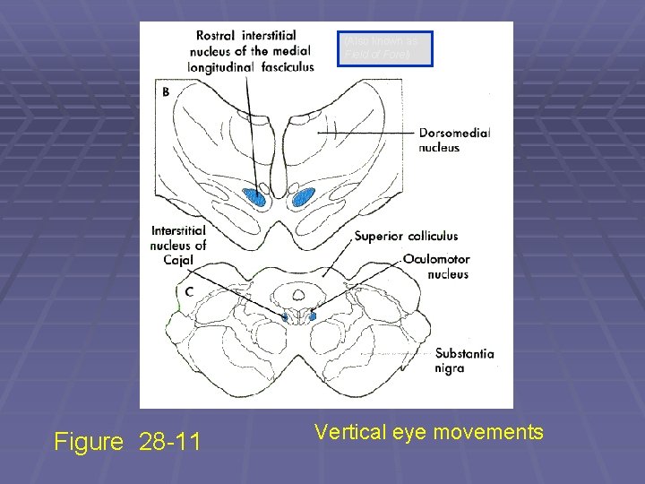 (Also known as Field of Forel) Figure 28 -11 Vertical eye movements 