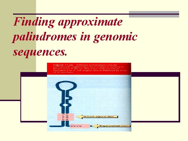 Finding approximate palindromes in genomic sequences. 