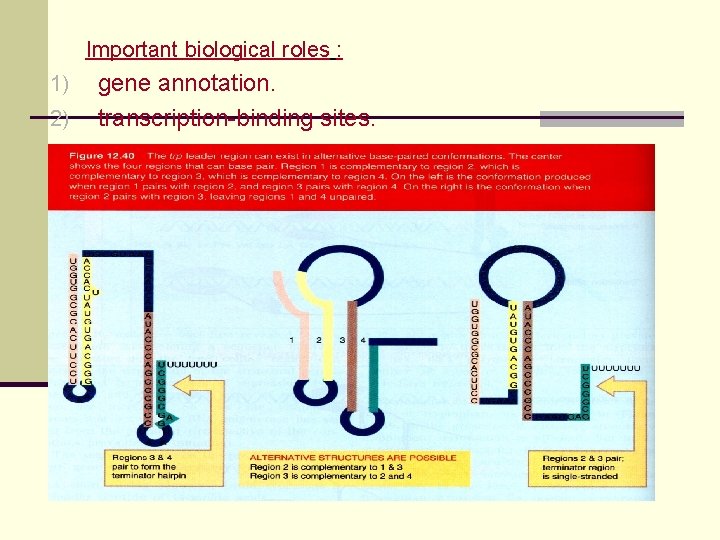 Important biological roles : 1) 2) gene annotation. transcription-binding sites. 