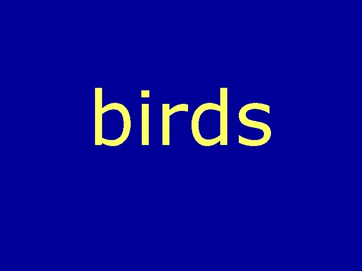 birds 