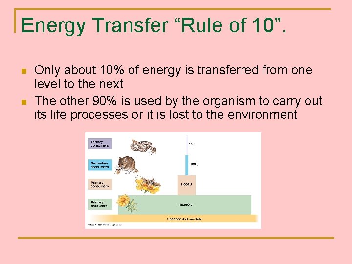 Energy Transfer “Rule of 10”. n n Only about 10% of energy is transferred