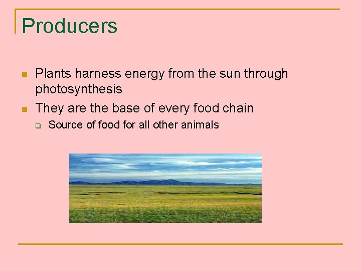 Producers n n Plants harness energy from the sun through photosynthesis They are the