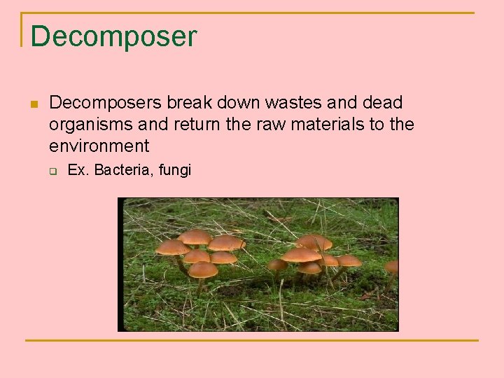 Decomposer n Decomposers break down wastes and dead organisms and return the raw materials