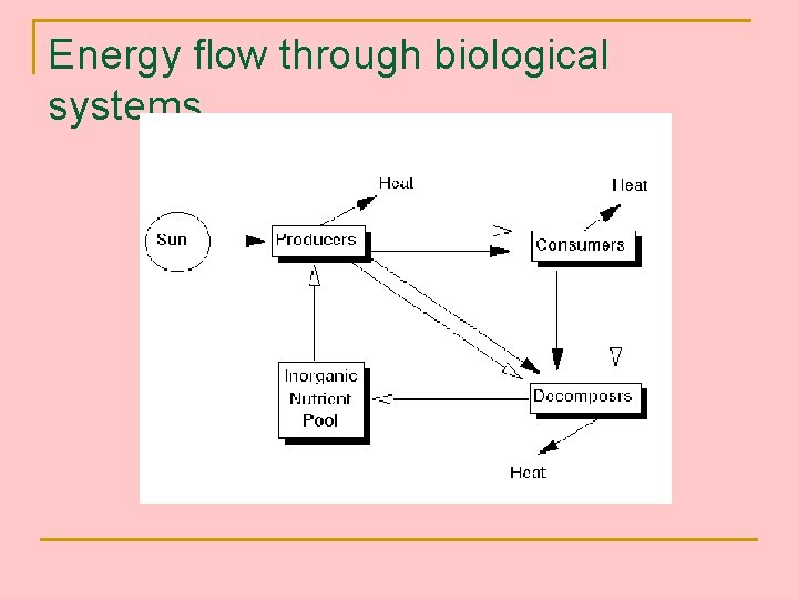 Energy flow through biological systems 
