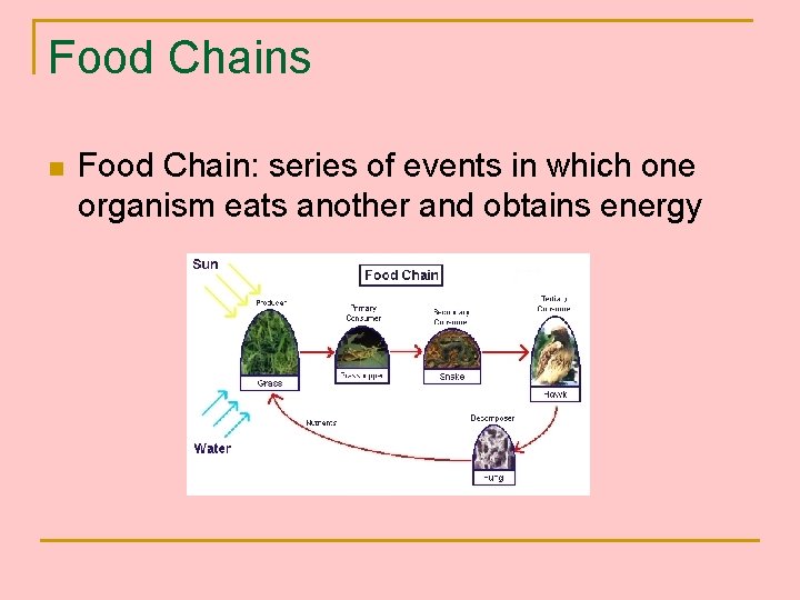 Food Chains n Food Chain: series of events in which one organism eats another