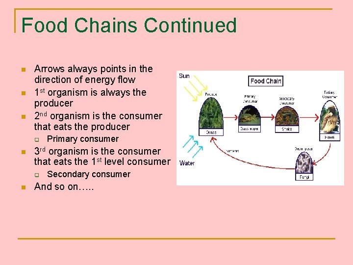 Food Chains Continued n n n Arrows always points in the direction of energy