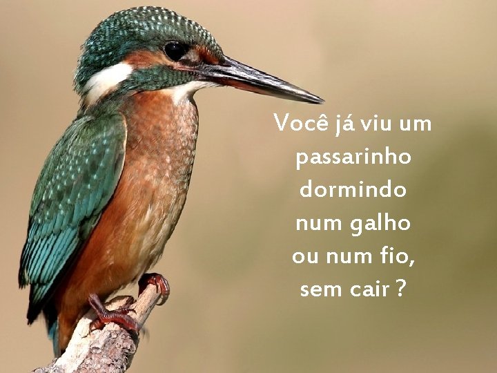 Você já viu um passarinho dormindo num galho ou num fio, sem cair ?