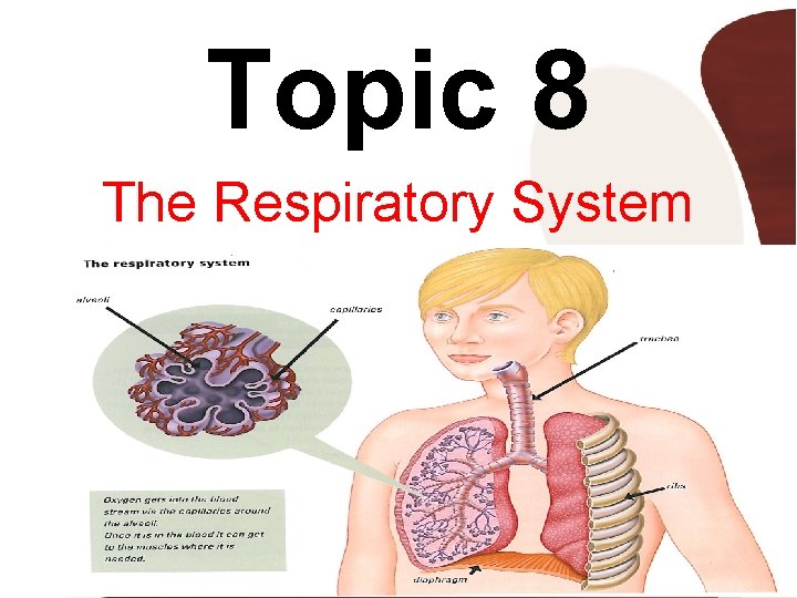 Topic 8 The Respiratory System 