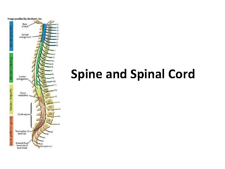 Spine and Spinal Cord 