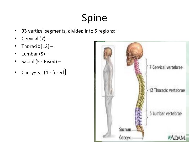 Spine • • • 33 vertical segments, divided into 5 regions: – Cervical (7)