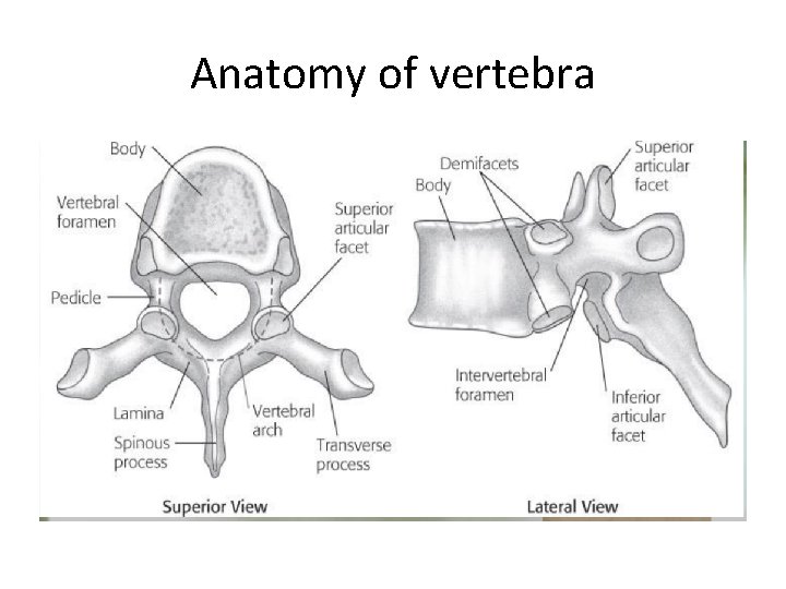 Anatomy of vertebra 