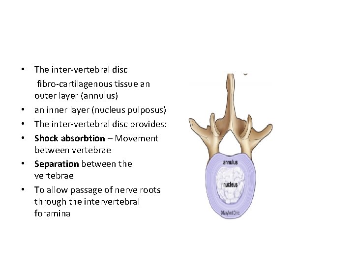  • The inter-vertebral disc fibro-cartilagenous tissue an outer layer (annulus) • an inner