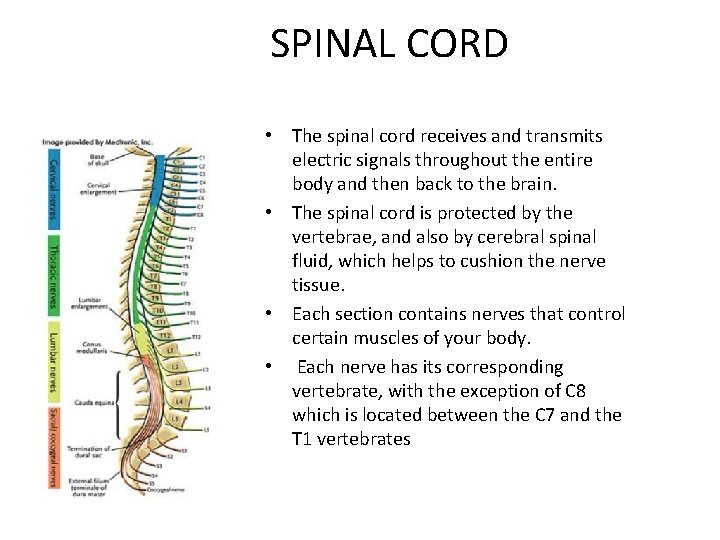 SPINAL CORD • The spinal cord receives and transmits electric signals throughout the entire
