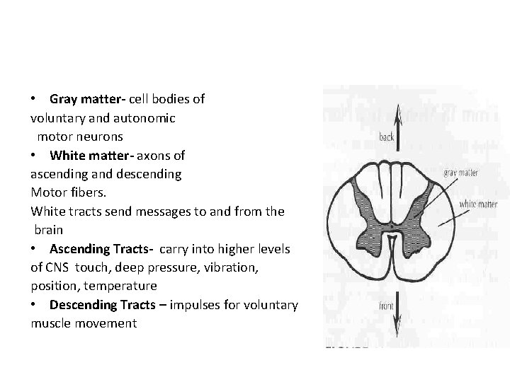  • Gray matter- cell bodies of voluntary and autonomic motor neurons • White