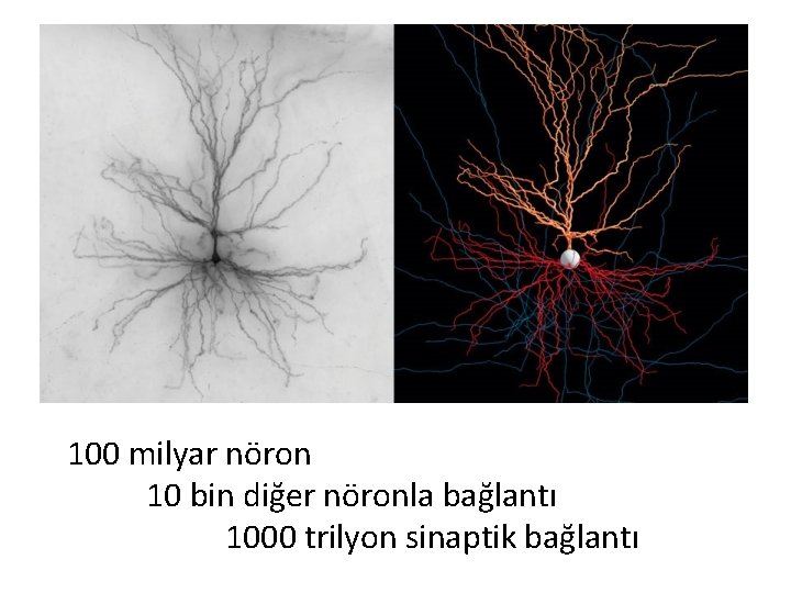 100 milyar nöron 10 bin diğer nöronla bağlantı 1000 trilyon sinaptik bağlantı 