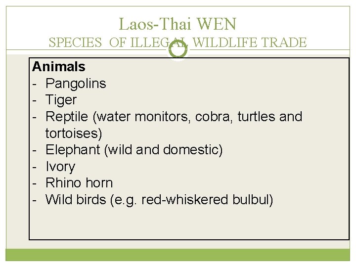 Laos-Thai WEN SPECIES OF ILLEGAL WILDLIFE TRADE Animals - Pangolins - Tiger - Reptile