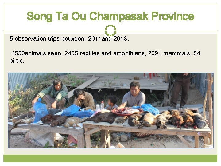 Song Ta Ou Champasak Province 5 observation trips between 2011 and 2013. 4550 animals