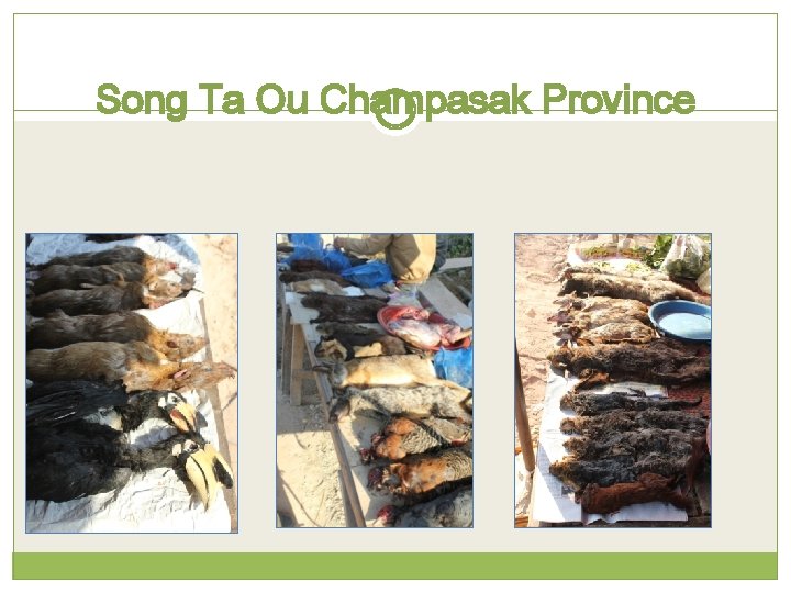 Song Ta Ou Champasak Province 