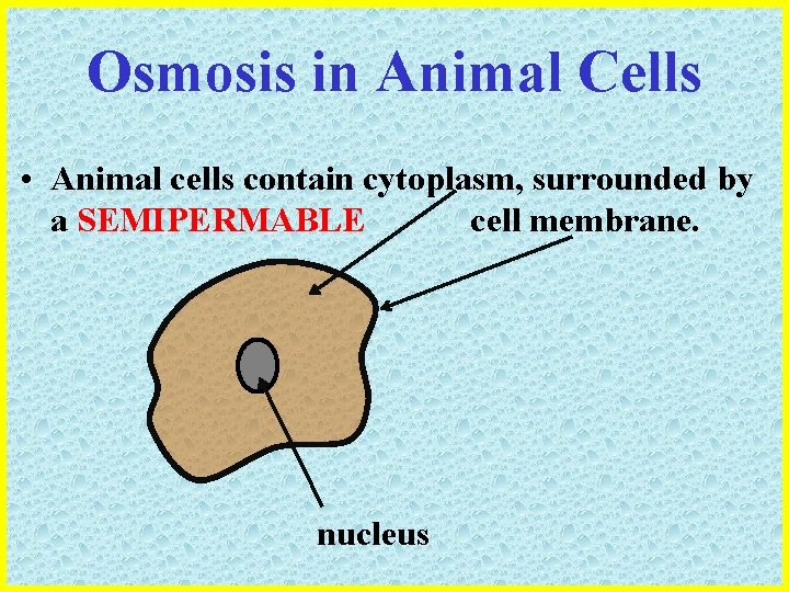 Osmosis in Animal Cells • Animal cells contain cytoplasm, surrounded by a SEMIPERMABLE cell