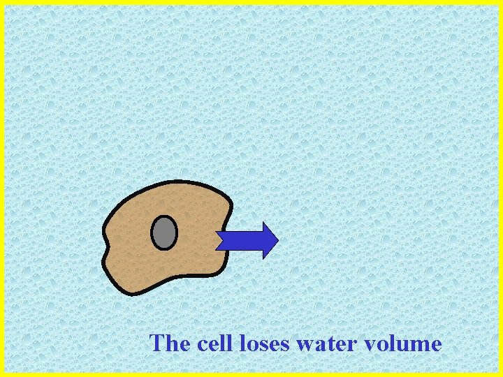 The cell loses water volume 