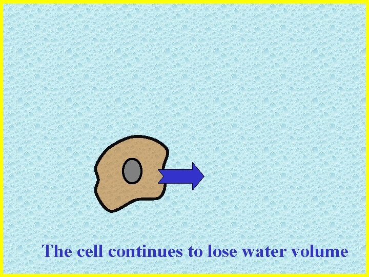 The cell continues to lose water volume 