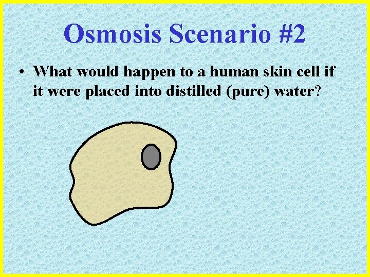 Osmosis Scenario #2 • What would happen to a human skin cell if it