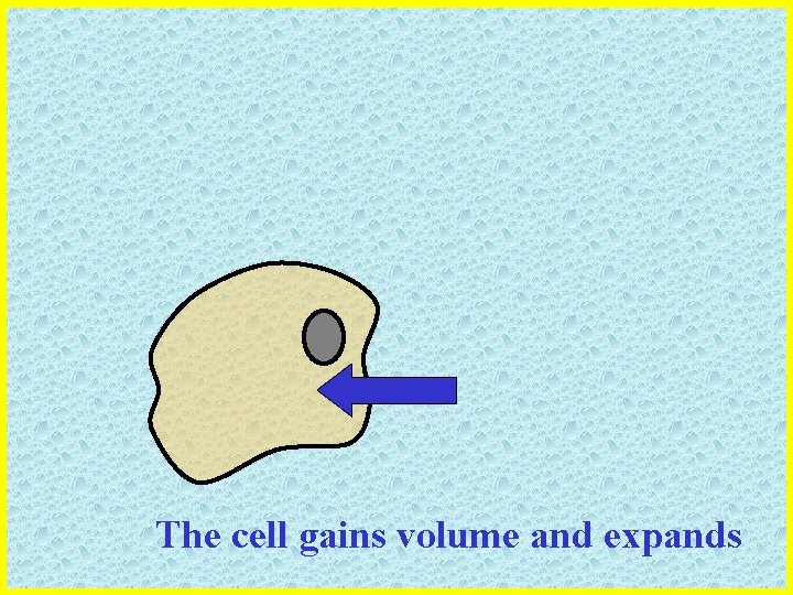 The cell gains volume and expands 
