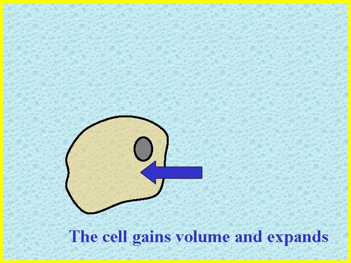 The cell gains volume and expands 