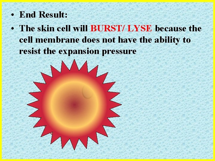  • End Result: • The skin cell will BURST/ LYSE because the cell