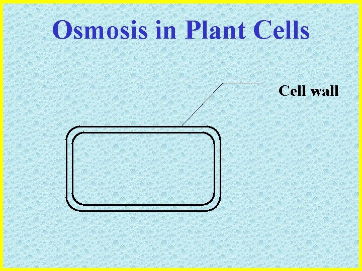 Osmosis in Plant Cells Cell wall 