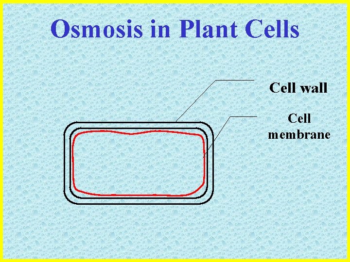 Osmosis in Plant Cells Cell wall Cell membrane 