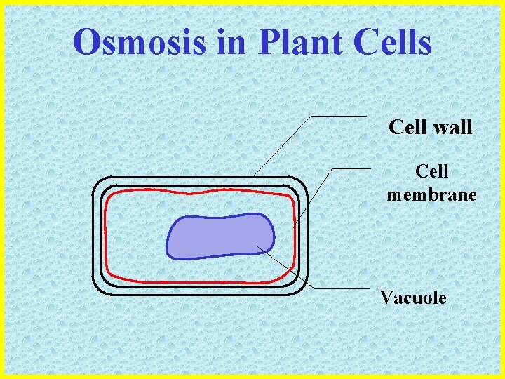 Osmosis in Plant Cells Cell wall Cell membrane Vacuole 