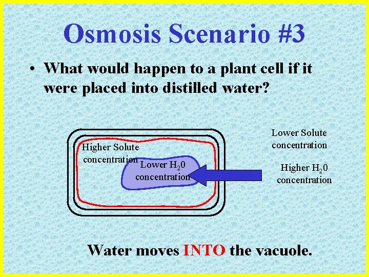 Osmosis Scenario #3 • What would happen to a plant cell if it were