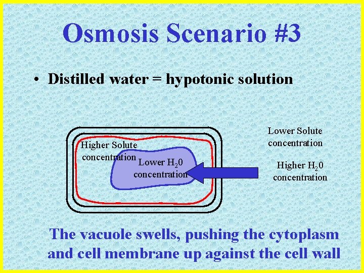 Osmosis Scenario #3 • Distilled water = hypotonic solution Higher Solute concentration Lower H