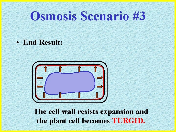 Osmosis Scenario #3 • End Result: The cell wall resists expansion and the plant