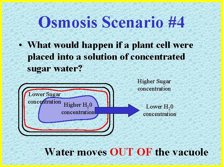 Osmosis Scenario #4 • What would happen if a plant cell were placed into