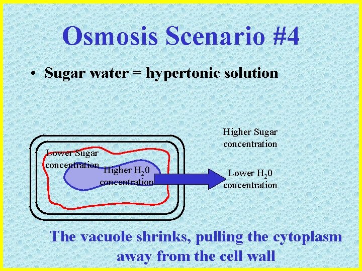 Osmosis Scenario #4 • Sugar water = hypertonic solution Lower Sugar concentration Higher H