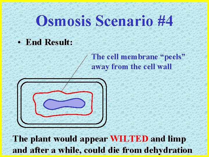 Osmosis Scenario #4 • End Result: The cell membrane “peels” away from the cell
