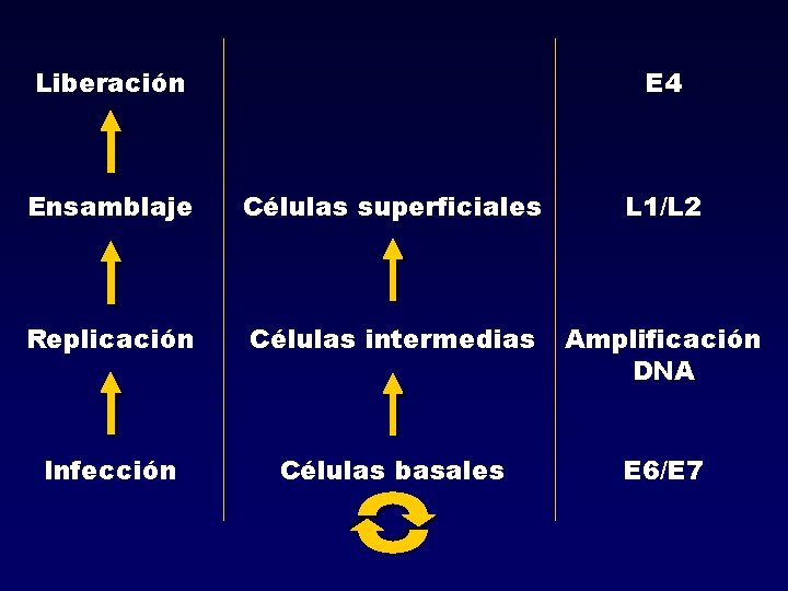 Liberación E 4 Ensamblaje Células superficiales L 1/L 2 Replicación Células intermedias Amplificación DNA