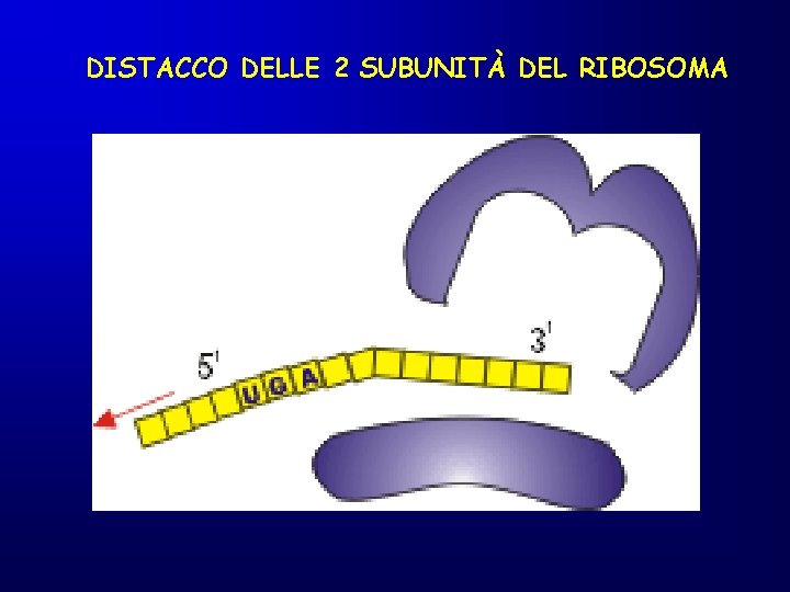 DISTACCO DELLE 2 SUBUNITÀ DEL RIBOSOMA 