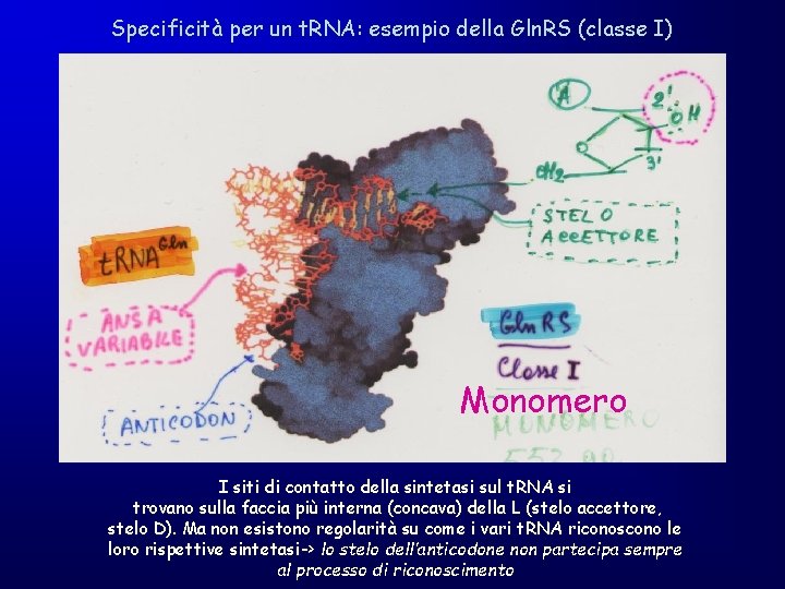 Specificità per un t. RNA: esempio della Gln. RS (classe I) Monomero I siti