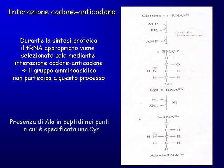 Interazione codone-anticodone Durante la sintesi proteica il t. RNA appropriato viene selezionato solo mediante