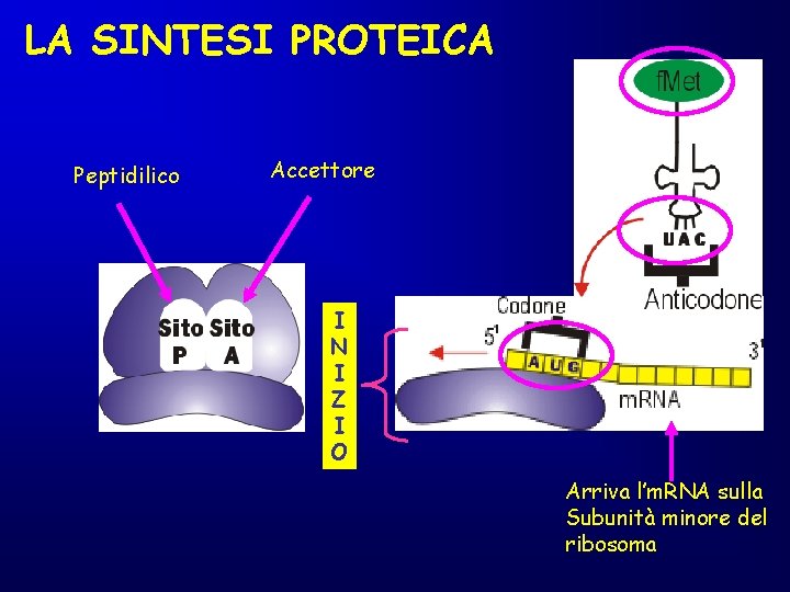 LA SINTESI PROTEICA Peptidilico Accettore I N I Z I O Arriva l’m. RNA