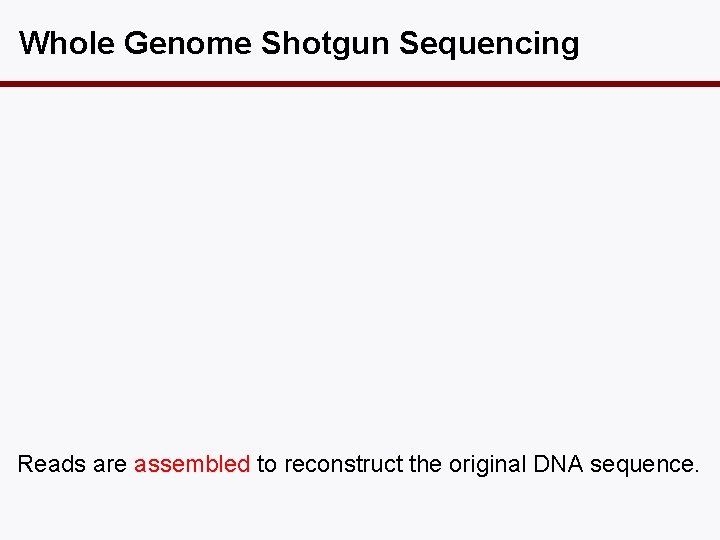 Whole Genome Shotgun Sequencing Reads are assembled to reconstruct the original DNA sequence. 