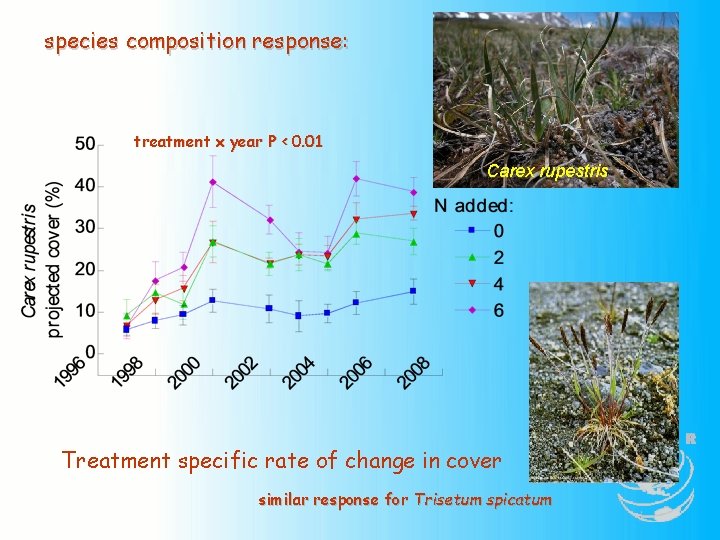 species composition response: treatment x year P < 0. 01 Carex rupestris Treatment specific