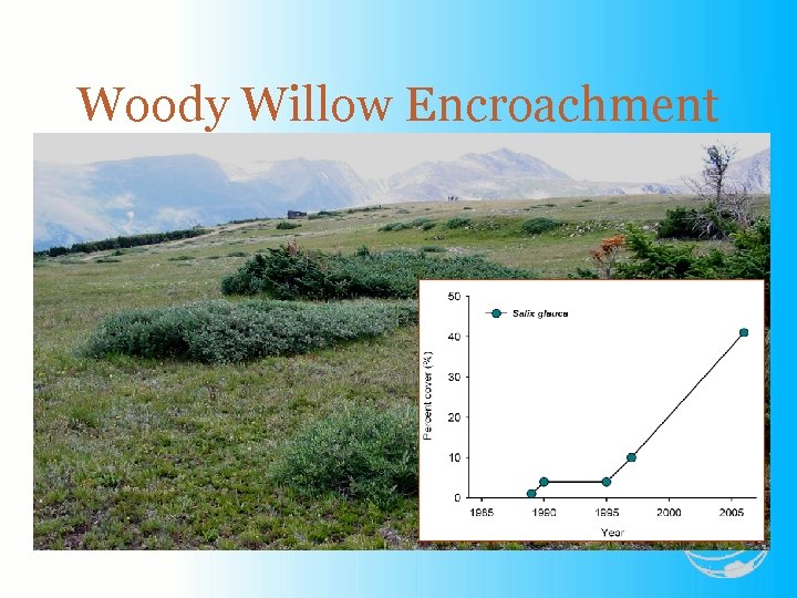 Woody Willow Encroachment 